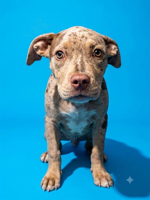 Shelter Stray Female Dog last seen Near BLOCK PRIOLEAU, 2020 Forest St, Jacksonville, FL 32204, USA