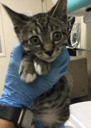Shelter Stray Male Cat last seen Near BLOCK UNIVERSITY AVE, RIVERSIDE, CA 92521, 6851 Van Buren Boulevard, Jurupa Valley, CA 92509, USA