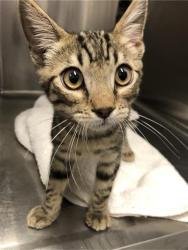 Shelter Stray Male Cat last seen Near BLOCK E BELMONT AVE, FRESNO, CA 93702, 5277 E Airways Blvd, Fresno, CA 93727, USA