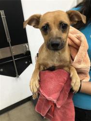 Shelter Stray Female Dog last seen Near BLOCK E AIRWAYS BLVD, FRESNO CA 93727, 5277 E Airways Blvd, Fresno, CA 93727, USA