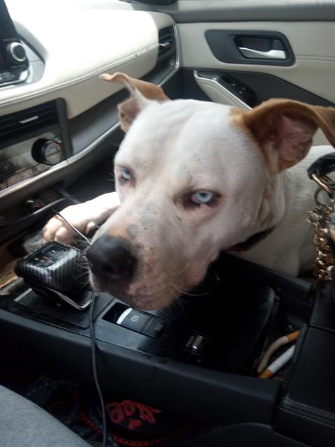 Shelter Stray Male Dog last seen , 4710 TX-151, San Antonio, TX 78227, USA
