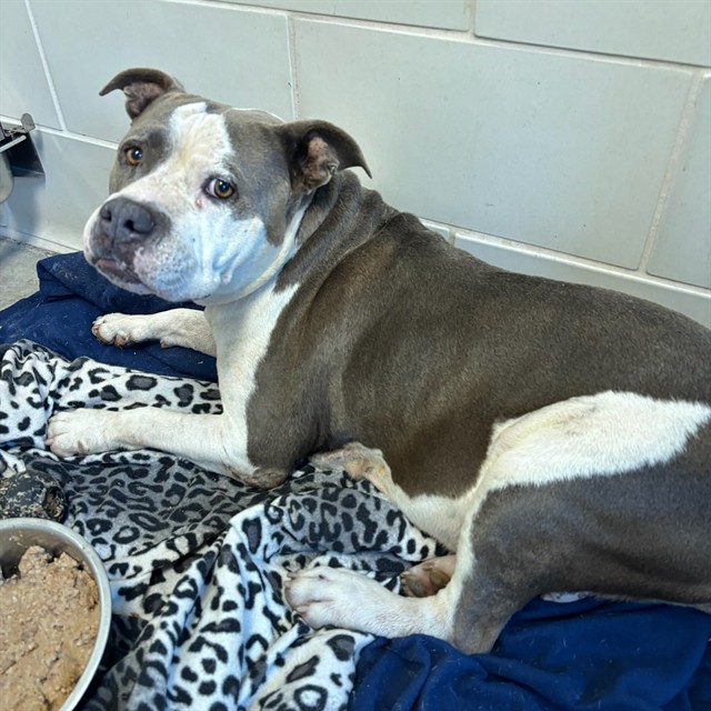 Shelter Stray Female Dog last seen E WIER AVE AND S 7TH ST, 5501 E Van Buren St, Phoenix, AZ 85008, USA