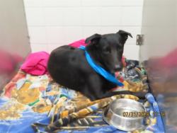 Shelter Stray Male Dog last seen BASELINE/CRISMAN, 5501 E Van Buren St, Phoenix, AZ 85008, USA