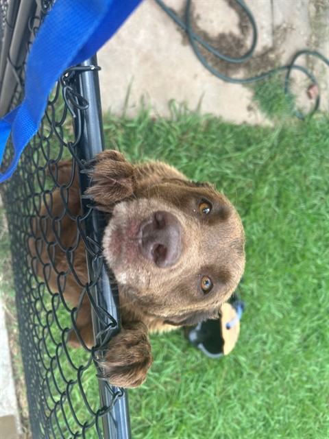 Shelter Stray Male Dog last seen Near BLOCK SOUTHERN VIEW DR, OKLAHOMA CITY OK 73165, 2811 SE 29th St, Oklahoma City, OK 73129, USA