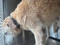 Shelter Stray Male Dog last seen Near BLOCK SOUTHERN VIEW DR, OKLAHOMA CITY OK 73165, 2811 SE 29th St, Oklahoma City, OK 73129, USA