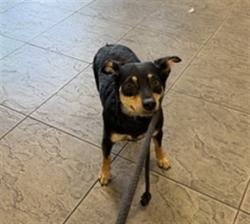 Shelter Stray Female Dog last seen , 11361 W Pico Blvd, Los Angeles, CA 90064, USA