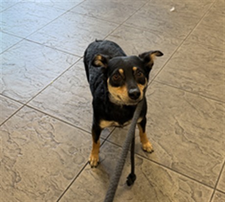 Shelter Stray Female Dog last seen , 11361 W Pico Blvd, Los Angeles, CA 90064, USA