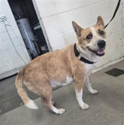 Shelter Stray Female Dog last seen Near BLOCK W 5TH ST, 333 Chandler Pl, San Bernardino, CA 92408, USA
