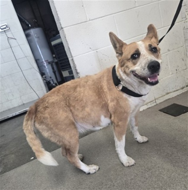 Shelter Stray Female Dog last seen Near BLOCK W 5TH ST, 333 Chandler Pl, San Bernardino, CA 92408, USA