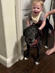 Reunited Female Dog last seen Near Pompei place, Las Vegas, NV 89144