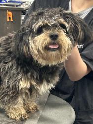 Lost Male Dog last seen Peace Haven and Kinnamon rd., Winston-Salem, NC 27127