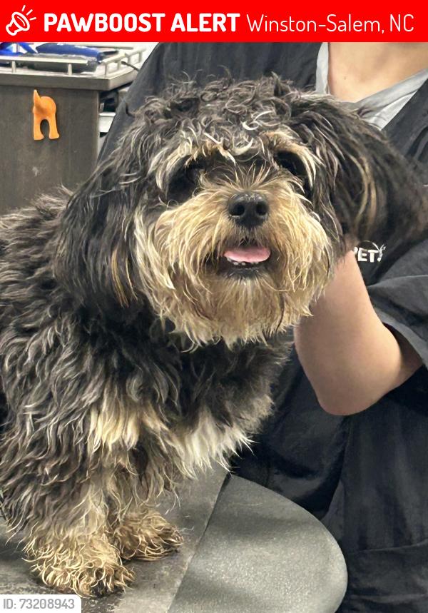 Lost Male Dog last seen Peace Haven and Kinnamon rd., Winston-Salem, NC 27127