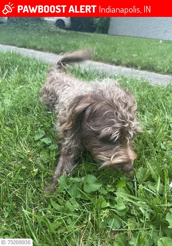 Lost Male Dog last seen 38th Street y frankly, Indianapolis, IN 46226