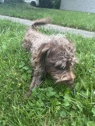Lost Male Dog last seen 38th Street y frankly, Indianapolis, IN 46226