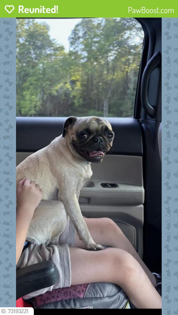 Reunited Female Dog last seen I-840 near Burlington Road near Greensboro Shrub Nursery, Greensboro, NC 27401