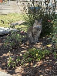 Found/Stray Unknown Cat last seen Montrose rd, Berkeley, CA 94707