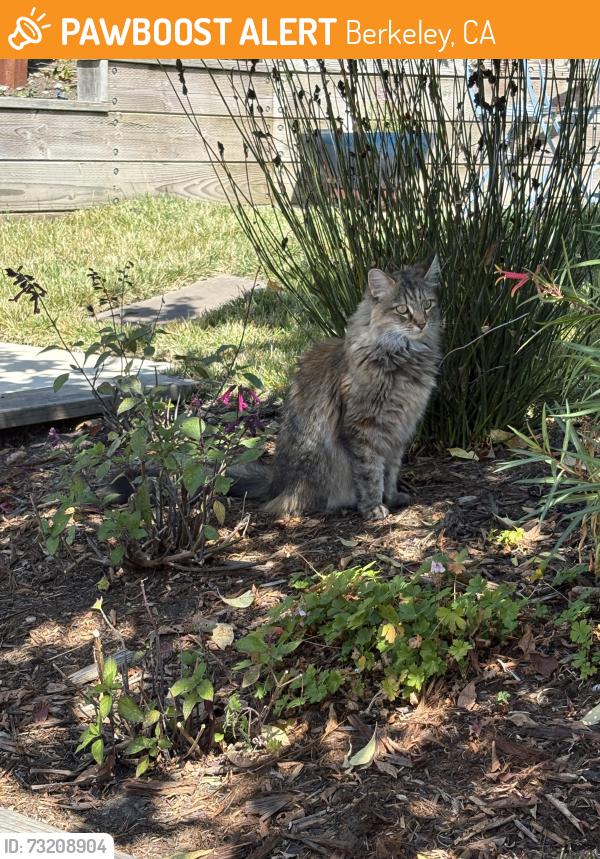 Found/Stray Unknown Cat last seen Montrose rd, Berkeley, CA 94707