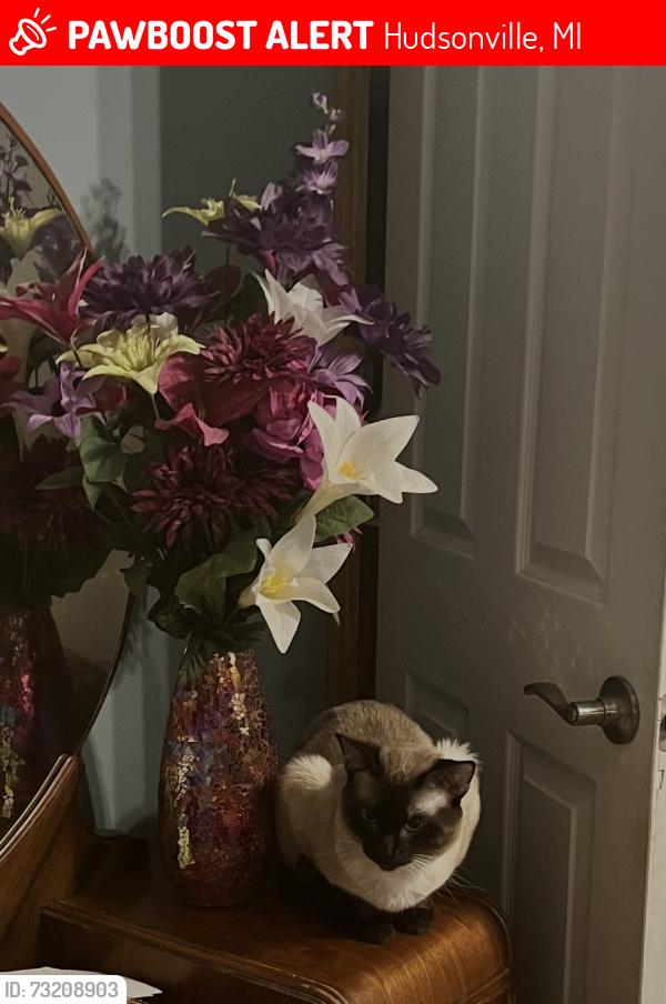 Lost Male Cat last seen 14th and 44th st Hudsonville, Hudsonville, MI 49426