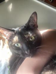 Lost Female Cat last seen Turner road, Spartanburg sc 29303, Spartanburg County, SC 29303