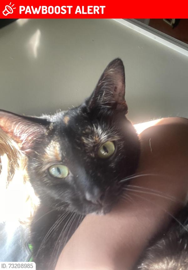 Lost Female Cat last seen Turner road, Spartanburg sc 29303, Spartanburg County, SC 29303