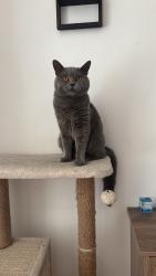 Lost Male Cat last seen Riflemans Row, Bon-y-maen, Wales SA1 7AB