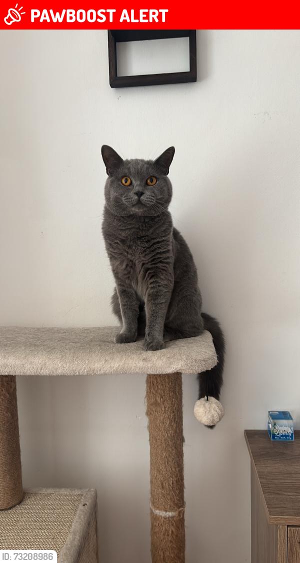 Lost Male Cat last seen Riflemans Row, Bon-y-maen, Wales SA1 7AB