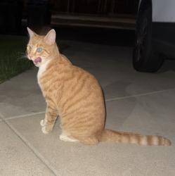 Reunited Male Cat last seen E Glendale Ave, Orange, CA 92865, USA, Orange, CA 92865