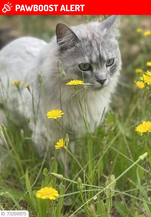 Lost Male Cat last seen Torrey Pines Drive, Lake of the Pines, CA 95602