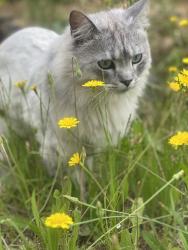 Lost Male Cat last seen Torrey Pines Drive, Lake of the Pines, CA 95602