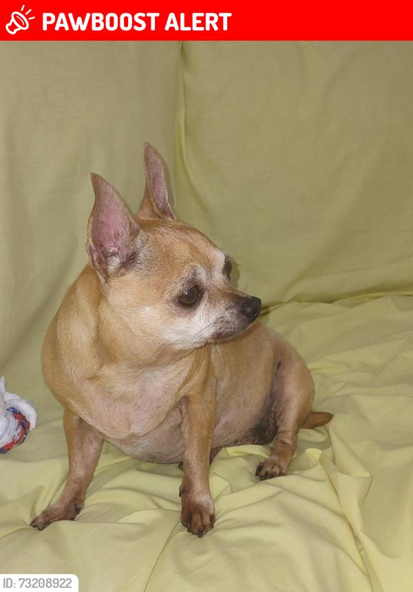 Lost Female Dog last seen Ne 10 Ave 196 st, North Miami Beach, FL 33179
