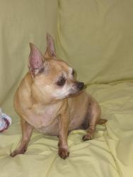 Lost Female Dog last seen Ne 10 Ave 196 st, North Miami Beach, FL 33179
