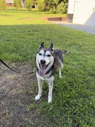 Reunited Male Dog last seen Jarrett road, Thomasville, NC 27360