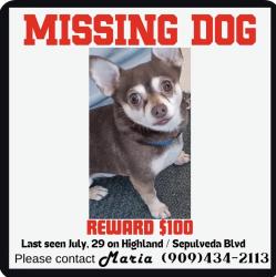 Lost Male Dog last seen Supulvida and Highland, San Bernardino, CA 92404