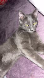 Lost Female Cat last seen Pershing Pointe s, Cheyenne, WY 82001