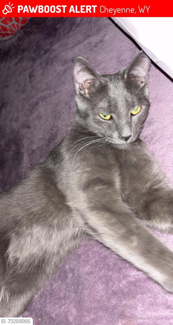 Lost Female Cat last seen Pershing Pointe s, Cheyenne, WY 82001