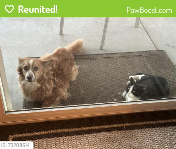 Reunited Female Dog last seen Cobalt and broad oak ln victorville, Victorville, CA 92394