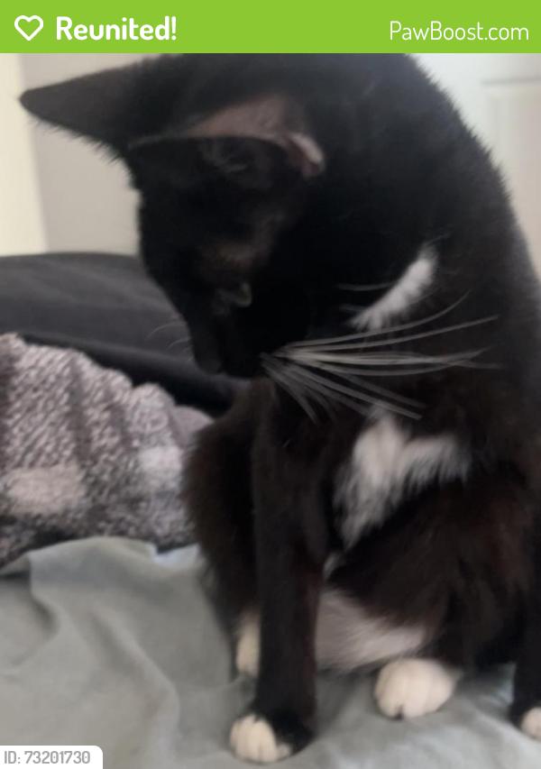 Reunited Female Cat last seen Near Park St, Bellflower, CA 90706, USA, Bellflower, CA 90706
