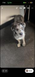 Lost Male Dog last seen Franklin field, Boston, MA 02122