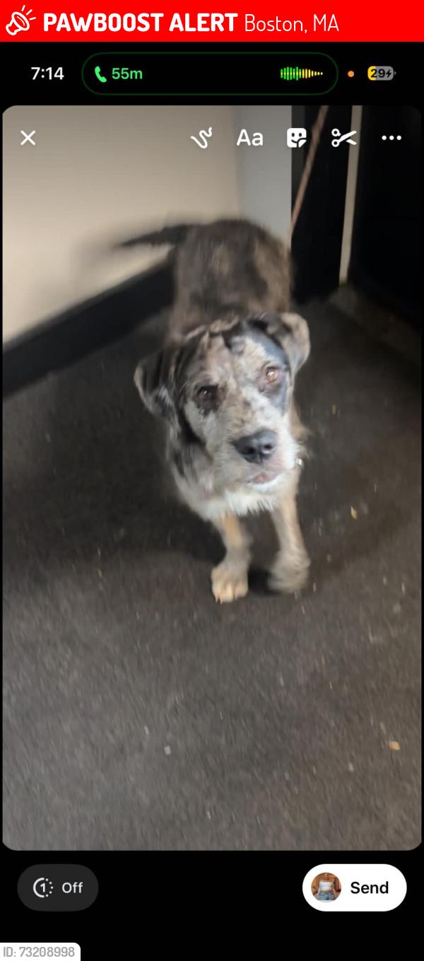 Lost Male Dog last seen Franklin field, Boston, MA 02122