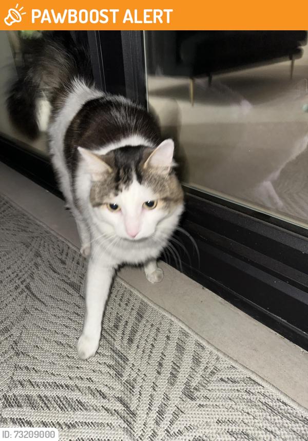 Found/Stray Unknown Cat last seen The foundry Glasgow, Glasgow City, Scotland G41 1BN