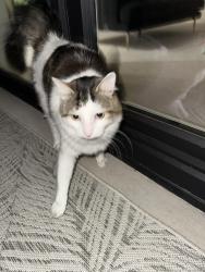 Found/Stray Unknown Cat last seen The foundry Glasgow, Glasgow City, Scotland G41 1BN
