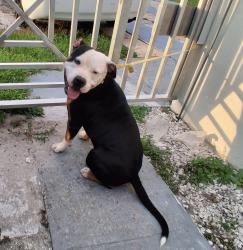 Found/Stray Male Dog last seen NW 17TH AVE & 119TH, North Miami, FL 33161
