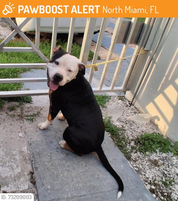 Found/Stray Male Dog last seen NW 17TH AVE & 119TH, North Miami, FL 33161