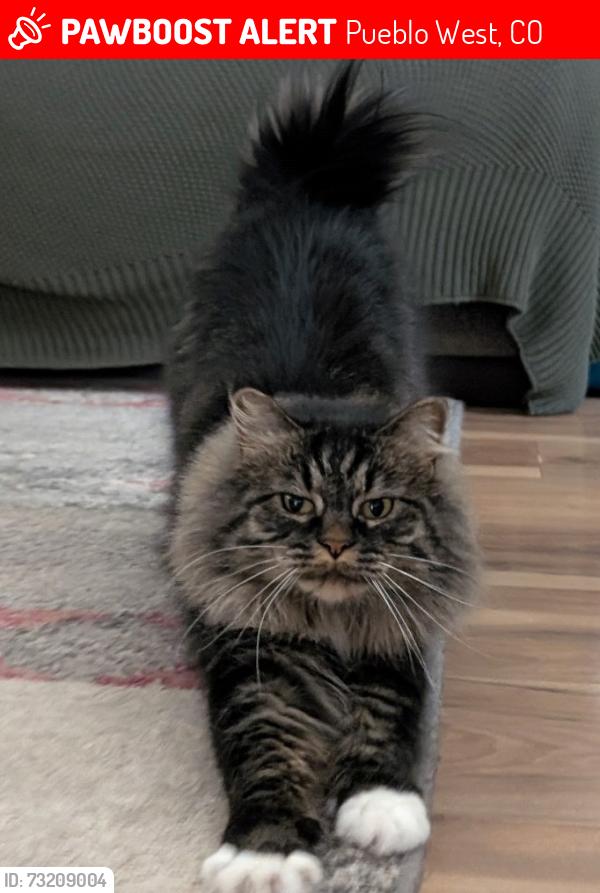 Lost Female Cat last seen Stubby tail, Pueblo West, CO 81007
