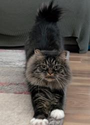 Lost Female Cat last seen Stubby tail, Pueblo West, CO 81007