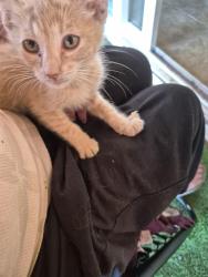 Found/Stray Unknown Cat last seen Apache and J Street barstow, Barstow, CA 92311
