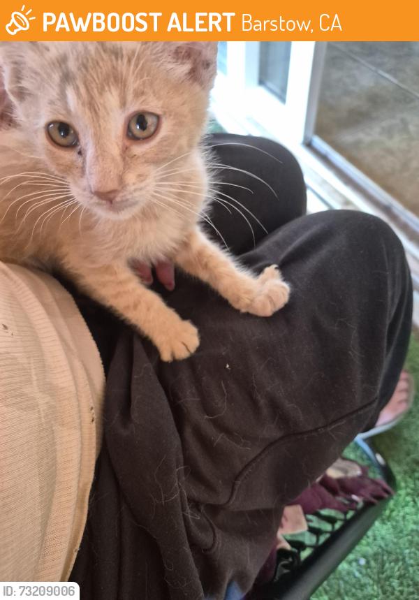 Found/Stray Unknown Cat last seen Apache and J Street barstow, Barstow, CA 92311