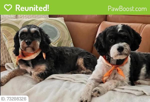 Reunited Male Dog last seen S Hills Drive, Knoxville, TN 37920