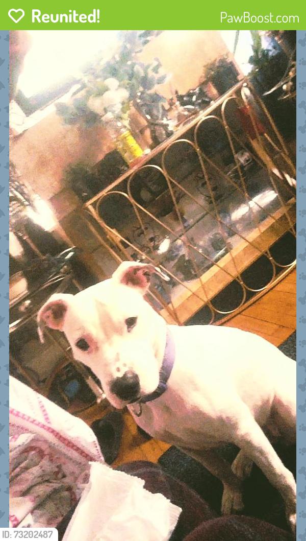 Reunited Female Dog last seen Taylor ave and pleasant st, Utica, NY 13501