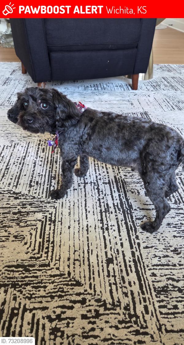 Lost Male Dog last seen 37th & Ridge Rd, Wichita, KS 67205
